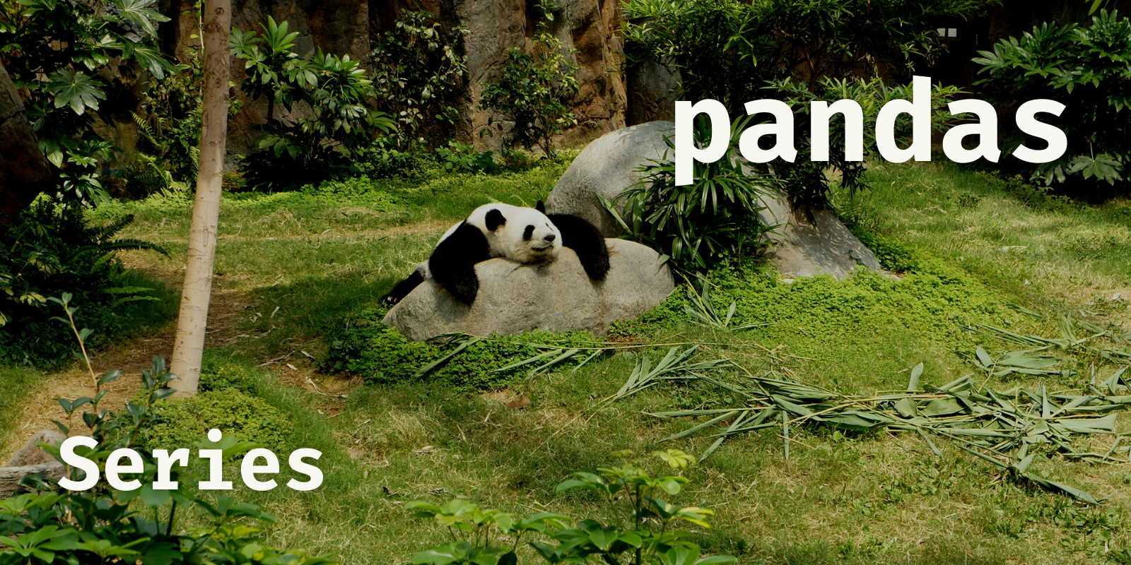 A picture of panda (the mammal) with the words "pandas" and "Series" written.
