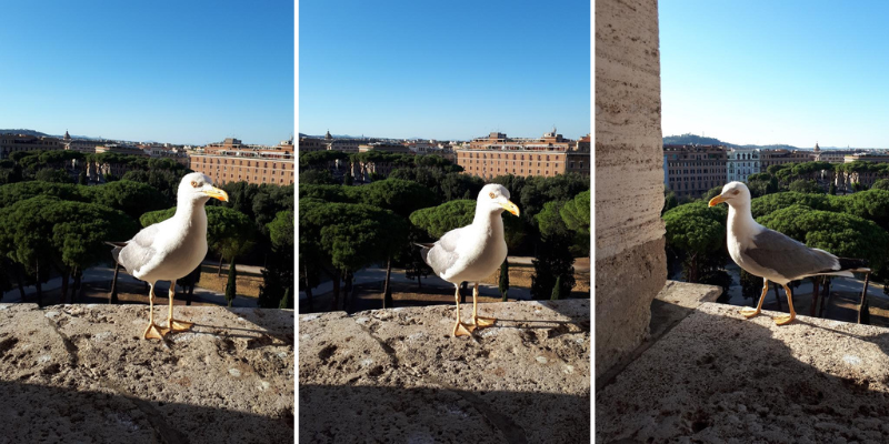 A collage of three photos of the same seagull. This collag was used in this Python project to see if we can find similar images (or near duplicates) with Python.