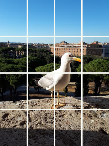 A photo of a seagull split in a 4 by 4 grid illustrating the first step of our algorithm to detect similar, or near-duplicate photos, with Python.