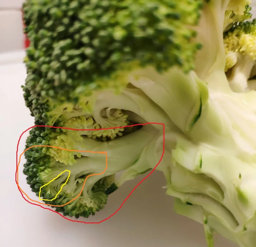 The same broccoli from the side, with successive stems highlighting the self-similarity of broccoli.