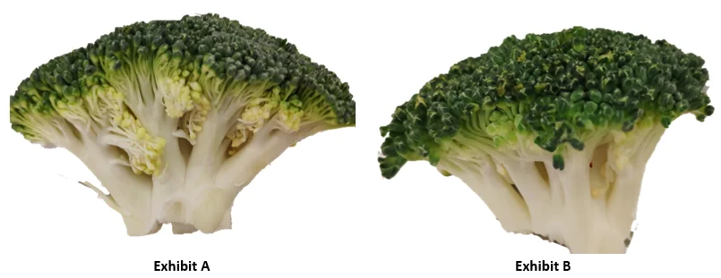 An image with two broccoli poorly edited into a white background.