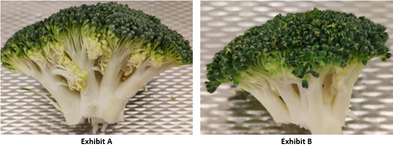 The same two broccoli, but this time you can see the texture of the surface they were laid on, showing that taking a picture of broccoli B required zooming in significantly, when compared to broccoli A.